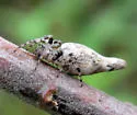Cyclosa caroli