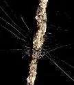 Cyclosa caroli - photo 2