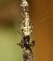 Cyclosa caroli - photo 3