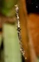 Cyclosa caroli - photo 4