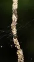 Cyclosa caroli - photo 5