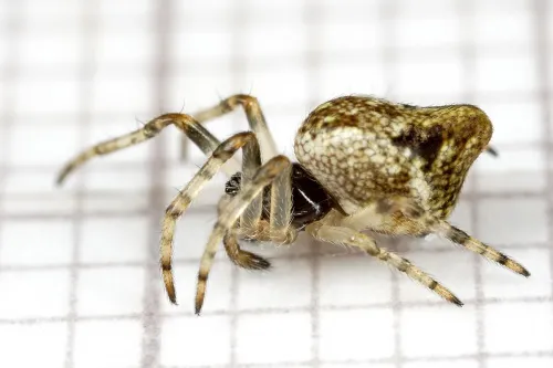 Cyclosa conica