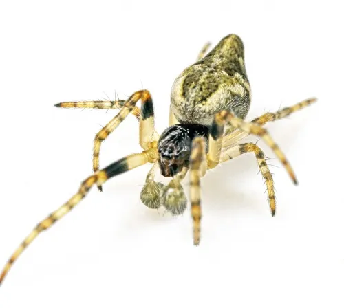 Cyclosa conica - photo 2
