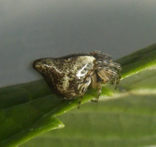 Cyclosa conica - photo 3