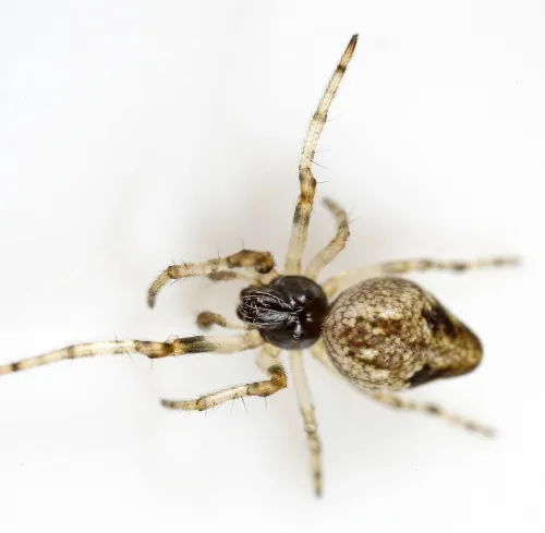 Cyclosa conica - photo 4