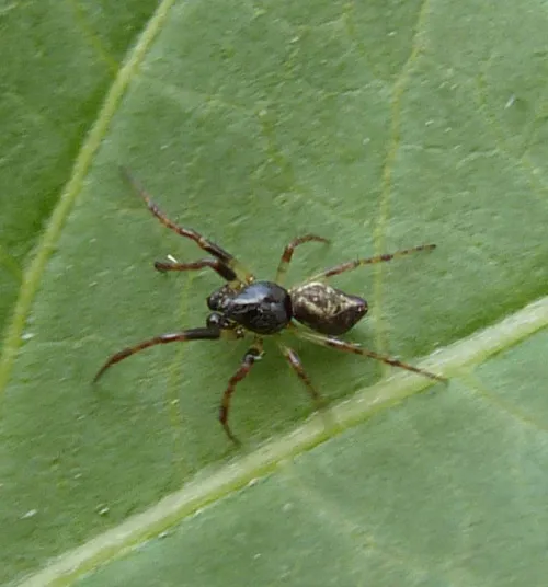 Cyclosa conica - photo 5