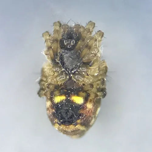 Cyclosa conica - photo 6