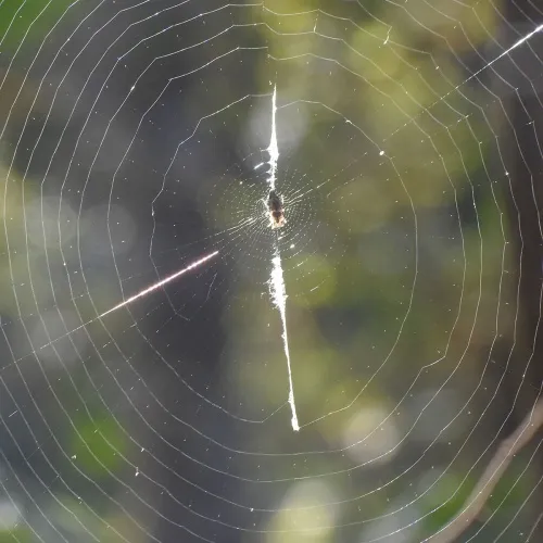 Cyclosa conica - photo 7