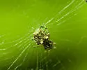 Cyclosa walckenaeri - photo 2