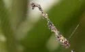 Cyclosa walckenaeri - photo 3
