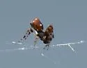 Cyclosa walckenaeri - photo 4