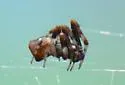 Cyclosa walckenaeri - photo 5