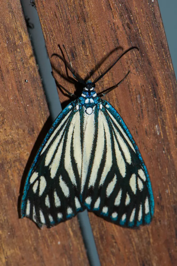 Drury's Jewel - photo 2