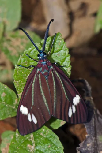 Drury's Jewel - photo 5