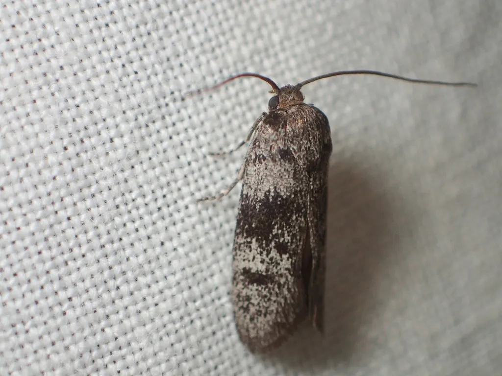 Australian Parasite Moths - photo 2