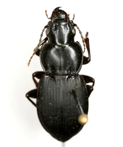 Cyclotrachelus alabamae