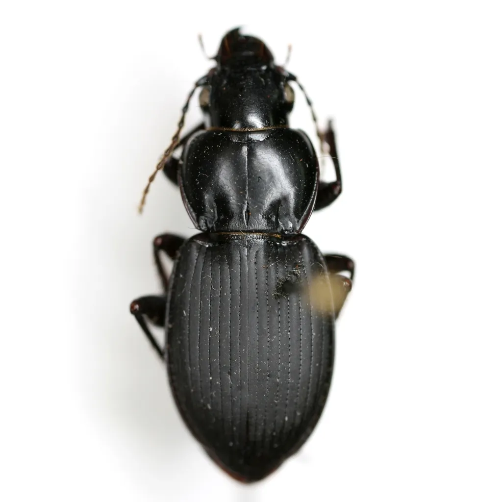 Cyclotrachelus alabamae - photo 2