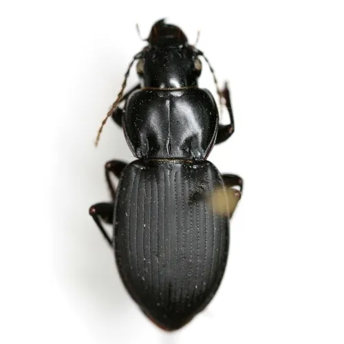 Cyclotrachelus alabamae - photo 3