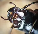 Cyclotrachelus alternans - photo 4