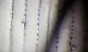 Cyclotrachelus alternans - photo 5