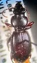 Cyclotrachelus approximatus