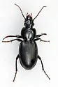 Cyclotrachelus brevoorti