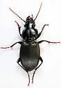 Cyclotrachelus convivus