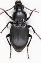 Cyclotrachelus convivus - photo 3