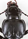 Cyclotrachelus convivus - photo 4
