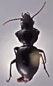 Cyclotrachelus dejeanellus