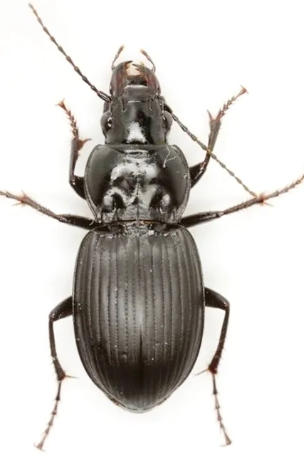 Cyclotrachelus engelmani