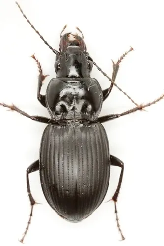 Cyclotrachelus engelmani - photo 2