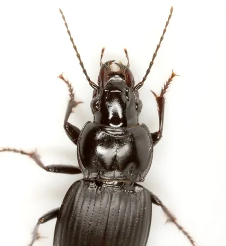 Cyclotrachelus engelmani - photo 3