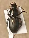 Cyclotrachelus faber - photo 2
