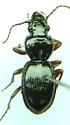 Cyclotrachelus freitagi - Cyclotrachelus freitagi