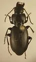 Cyclotrachelus fucatus - photo 2
