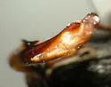 Cyclotrachelus furtivus - photo 4