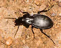 Cyclotrachelus furtivus - photo 5