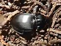 Cyclotrachelus gravidus - photo 2
