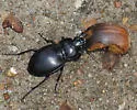 Cyclotrachelus gravidus - photo 3