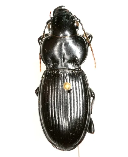 Cyclotrachelus heros - Cyclotrachelus heros