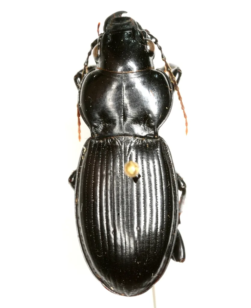 Cyclotrachelus heros - photo 2
