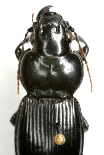 Cyclotrachelus heros - photo 3
