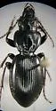 Cyclotrachelus iuvenis