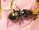 Cyclotrachelus iuvenis - photo 2