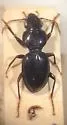 Cyclotrachelus laevipennis - photo 3