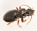 Cyclotrachelus laevipennis - photo 4