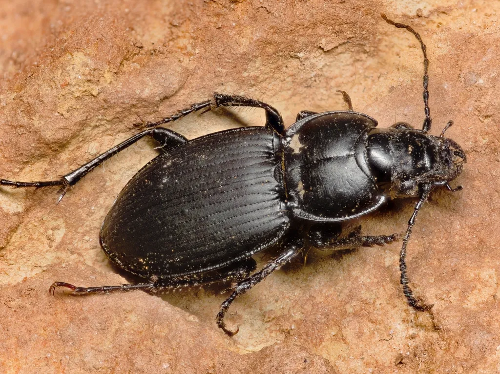 Cyclotrachelus seximpressus - photo 3