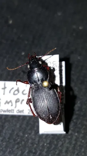 Cyclotrachelus seximpressus - photo 4