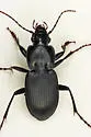 Cyclotrachelus sigillatus - Cyclotrachelus sigillatus